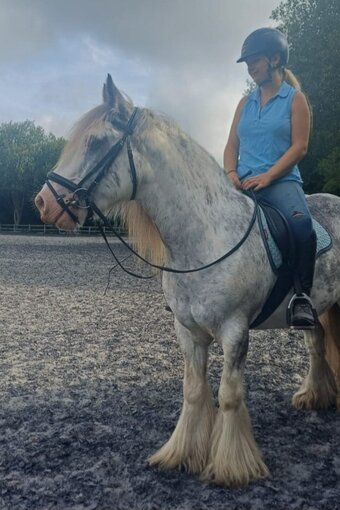 "Clyde" Gelding Cob/Heavy Horse