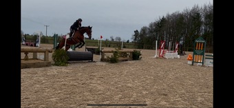 "" Mare Ex Racehorse