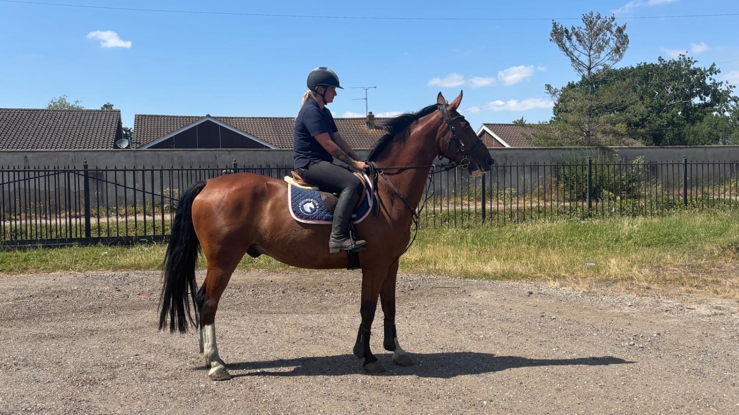 All Rounders  - "HK HANDS ON " Bay Gelding All Rounder