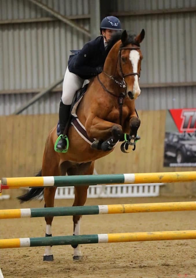 "HK HANDS ON " Bay Gelding All Rounder - 