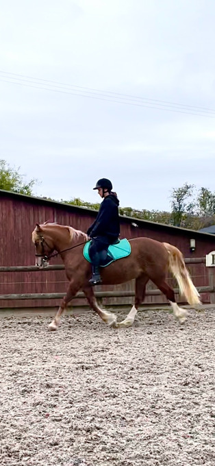 "Dennis" Chestnut Gelding All Rounder