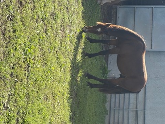 "Rio" Bay Gelding Youngstock / Foal