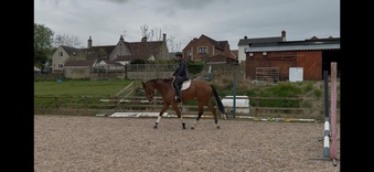 "" Mare Ex Racehorse