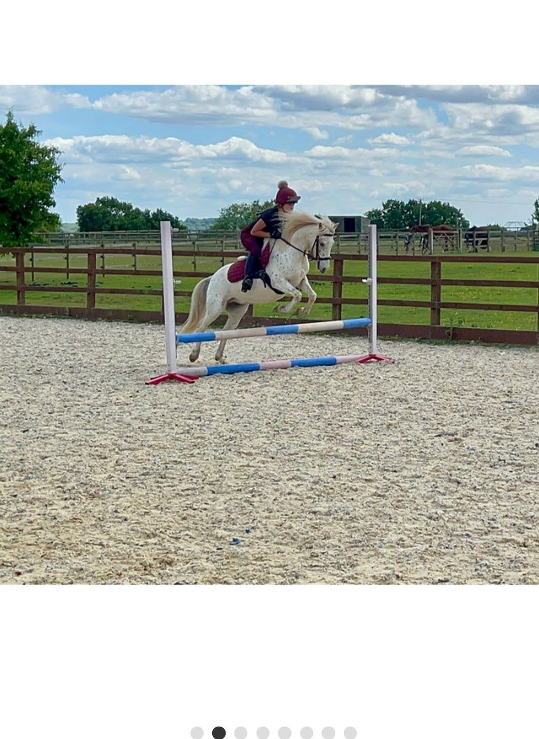 "Nattadon Celebration" Leopard Spot Gelding Pony Club Pony - 