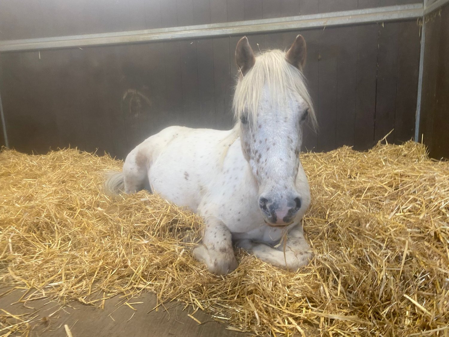 "Nattadon Celebration" Leopard Spot Gelding Pony Club Pony