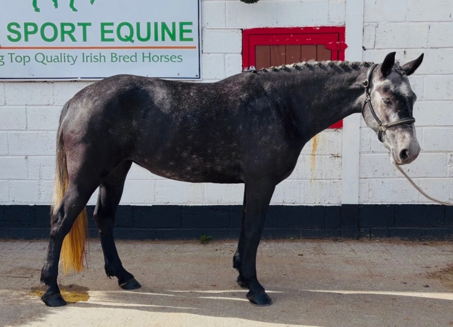  "Princess: gentle, easygoing, brave, sensible mother/daughter share" Iron Grey Mare All Rounder