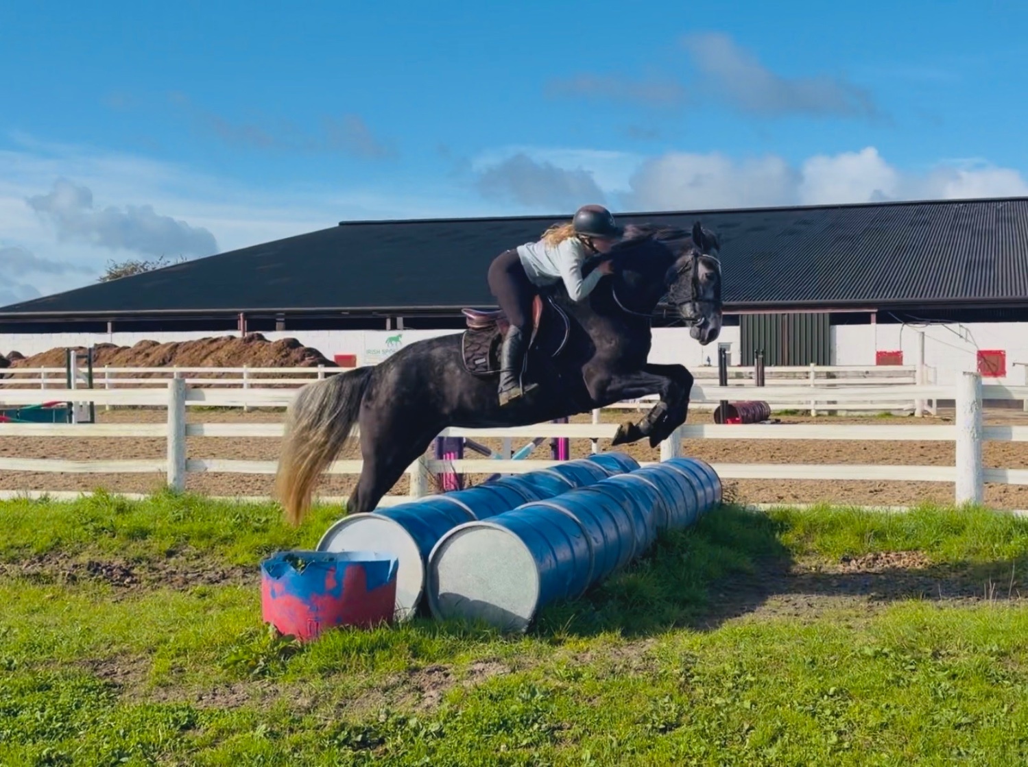 "Princess: gentle, easygoing, brave, sensible mother/daughter share" Iron Grey Mare All Rounder - All Rounders