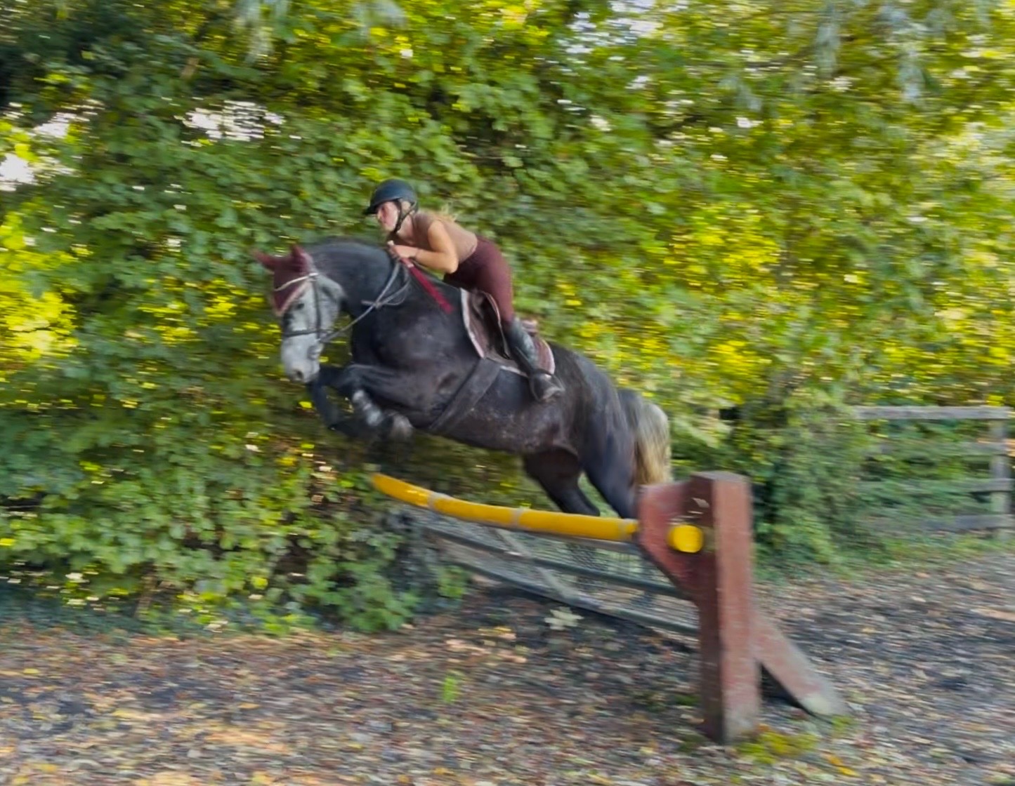 All Rounders  - "Princess: gentle, easygoing, brave, sensible mother/daughter share" Iron Grey Mare All Rounder