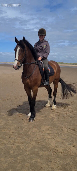 "Roscoe" Bay Gelding All Rounder