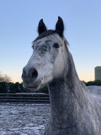 "'Pudding'" Dapple Grey Mare All Rounder