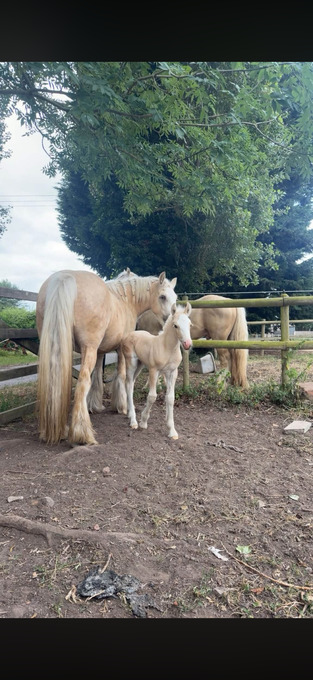 "Honey and bear " Palomino Mare All Rounder