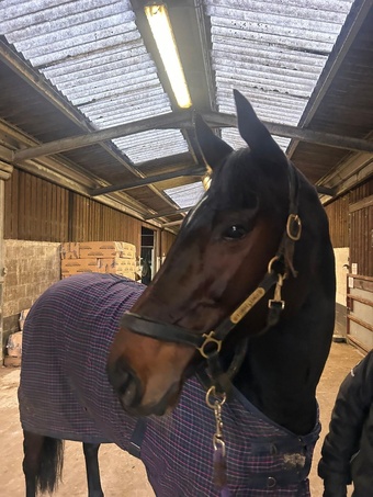 "TORBS" Dark Bay Mare Ex Racehorse