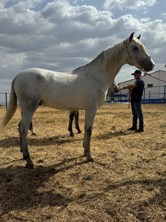 "Irunes V" Grey Colt All Rounder