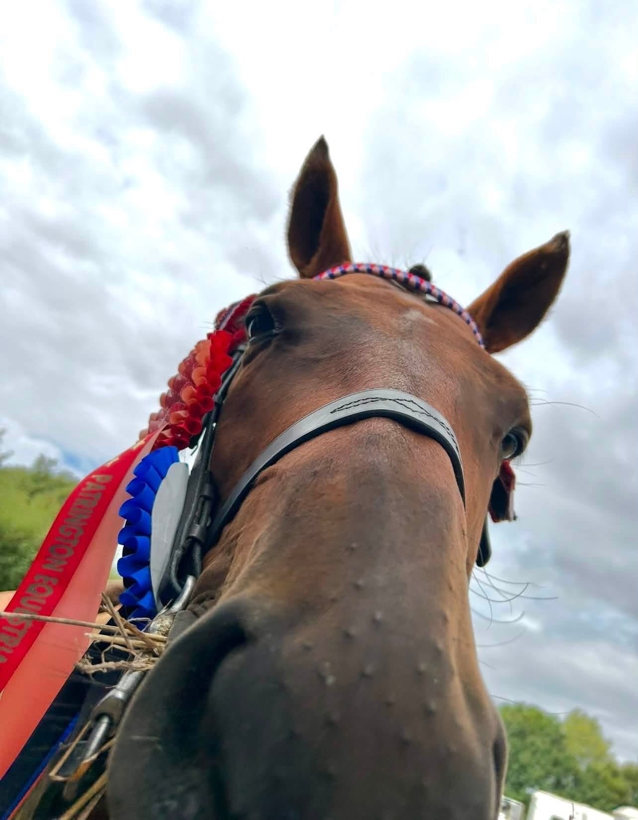 "Jasper" Bay Gelding Ex Racehorse - 