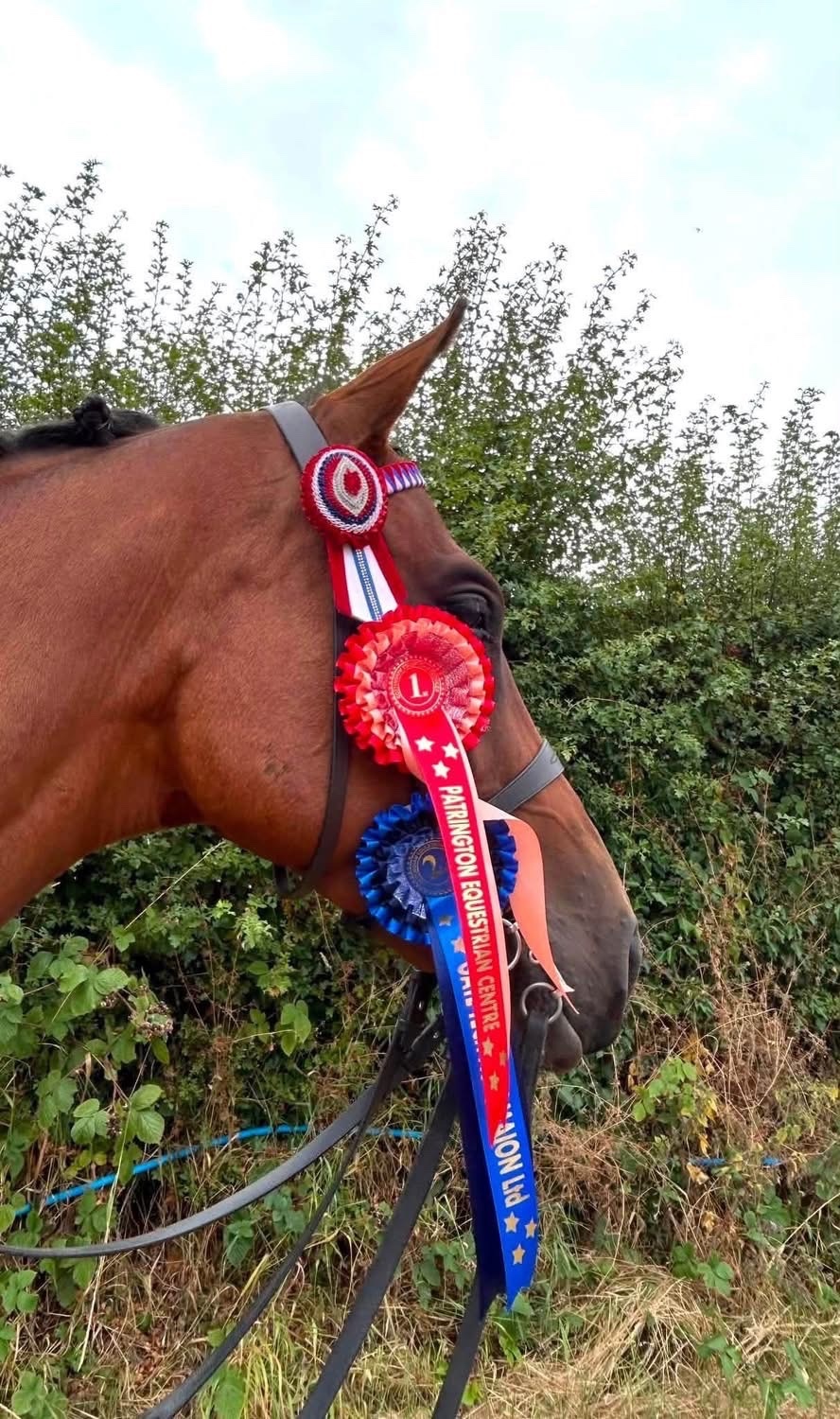 "Jasper" Bay Gelding Ex Racehorse