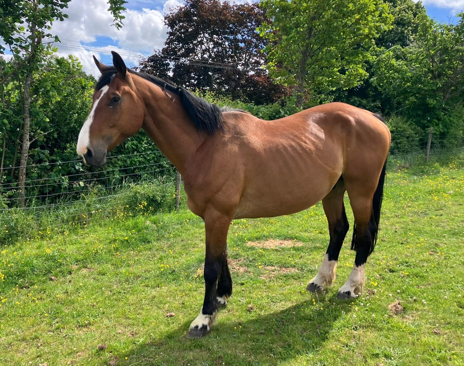 "Norman" Bay Gelding All Rounder - All Rounders 