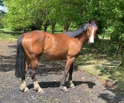 All Rounders  - "Norman" Bay Gelding All Rounder