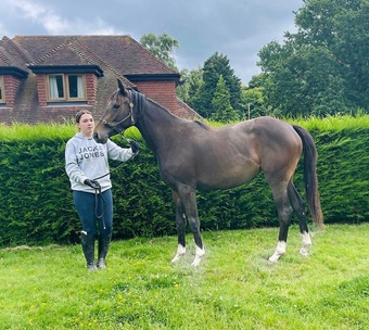 "HOLLY" Bay Filly Ex Racehorse