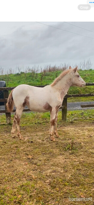 "Ammanvalley Spot On" Few Spot Filly All Rounder