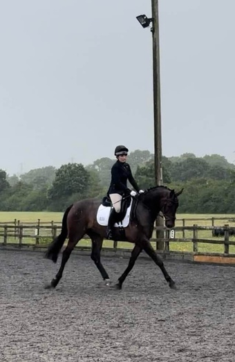"Max" Bay Gelding All Rounder