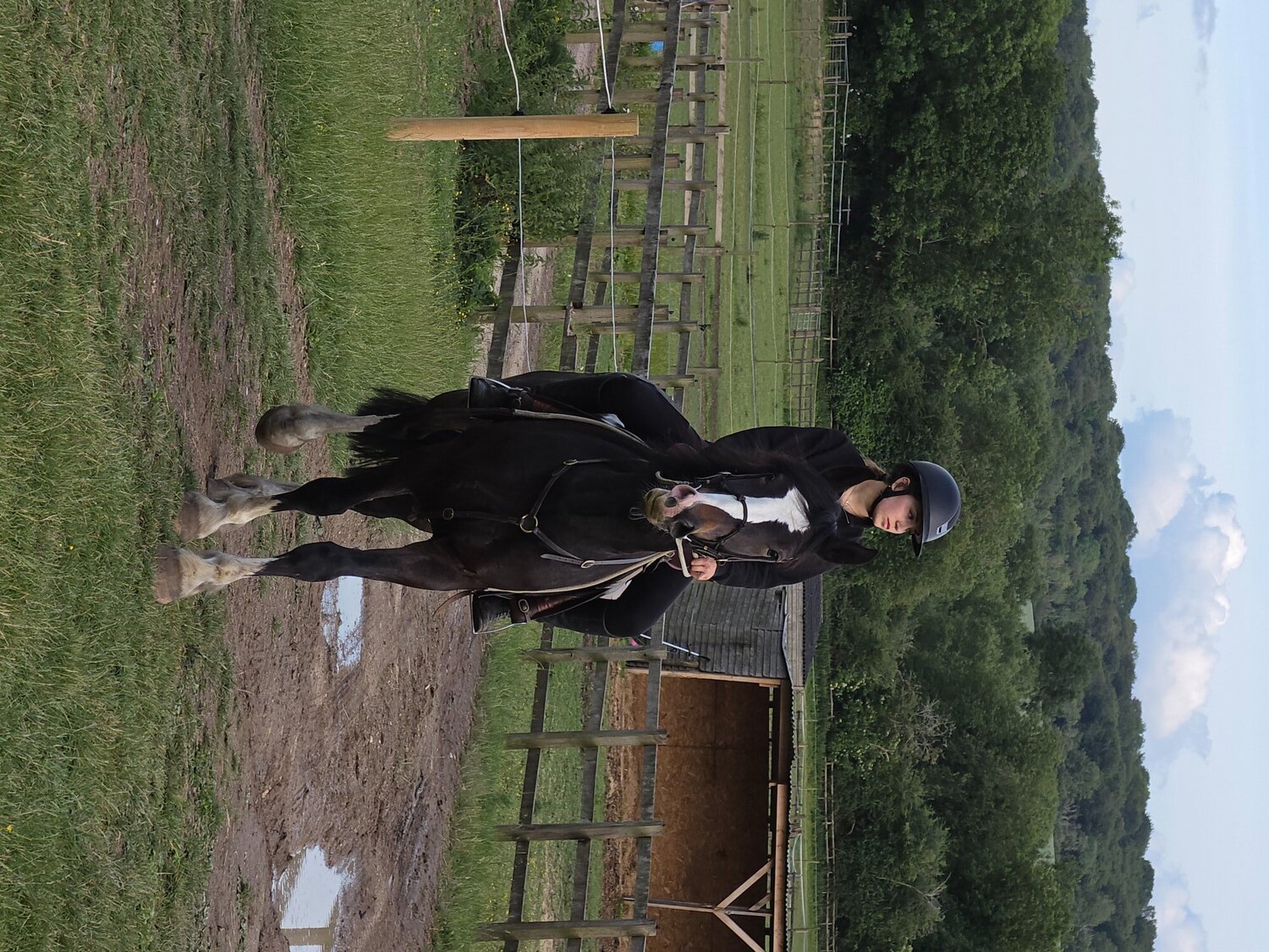 All Rounders  - "Jones" Dark Bay Gelding All Rounder