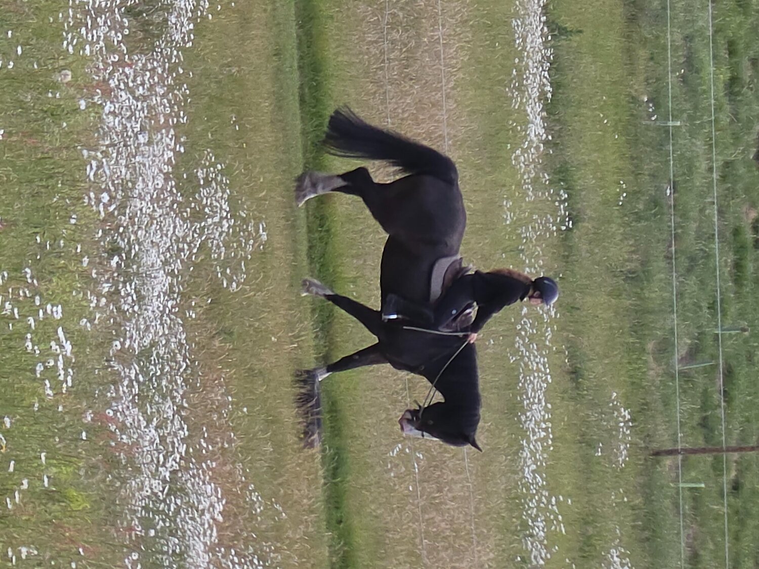 "Jones" Dark Bay Gelding All Rounder - All Rounders 