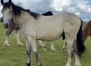 "HULK Irish Draught x Cob " Dun Gelding Showing Horse