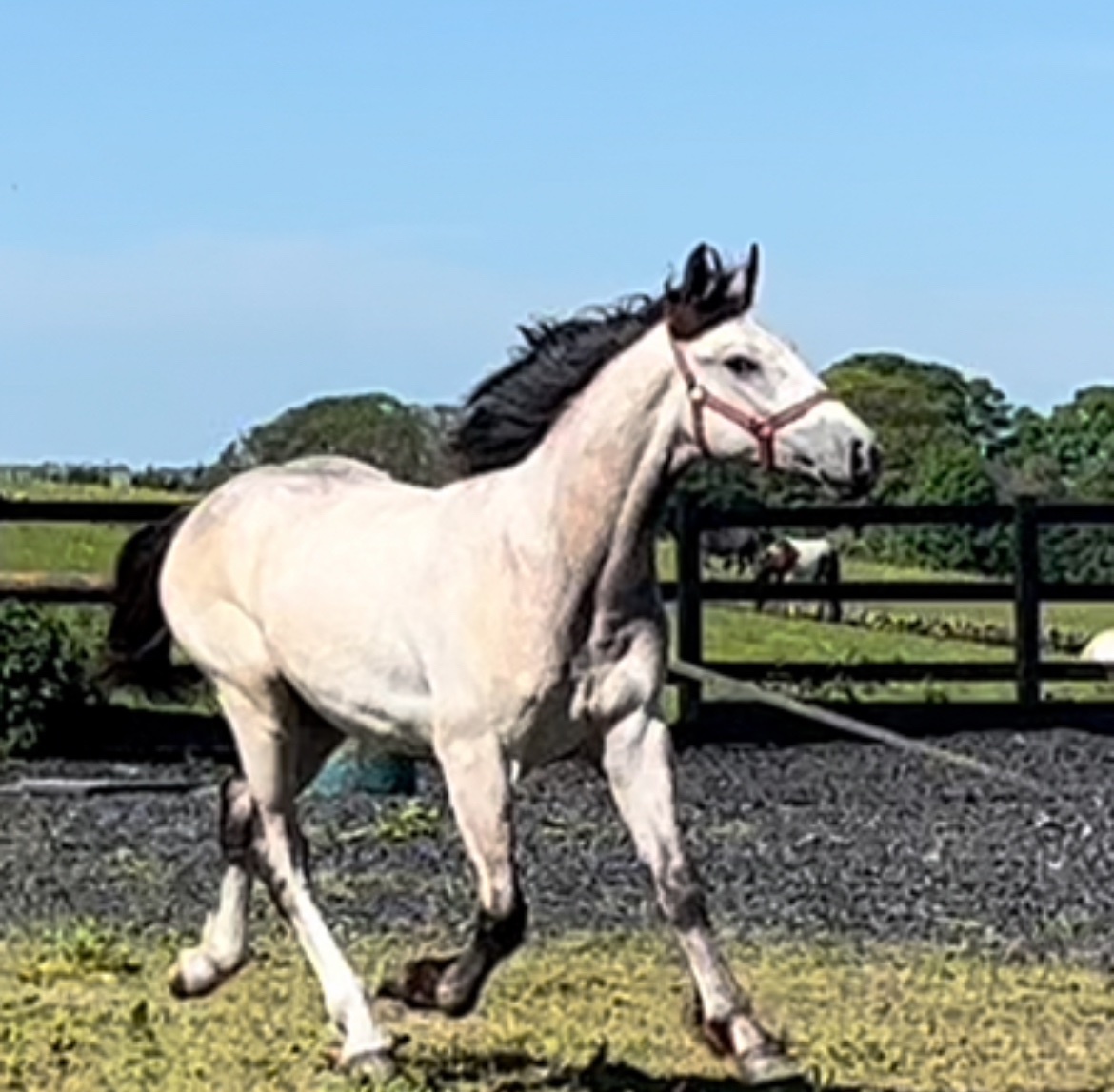 "HULK Irish Draught x Cob " Dun Gelding Showing Horse - Showing Horses 