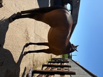 "Woody " Bay Gelding Ex Racehorse