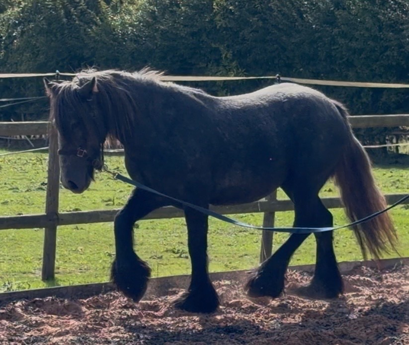 Youngstock and Foals  - "Puma " Iron Grey Filly Youngstock / Foal