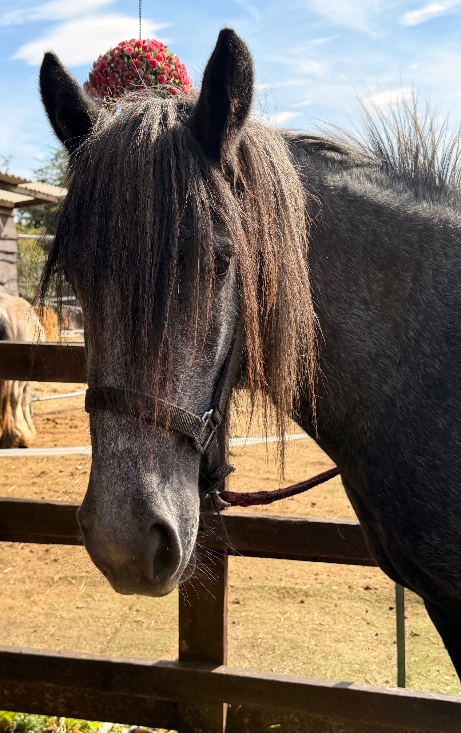 "Puma " Iron Grey Filly Youngstock / Foal - Youngstock and Foals 