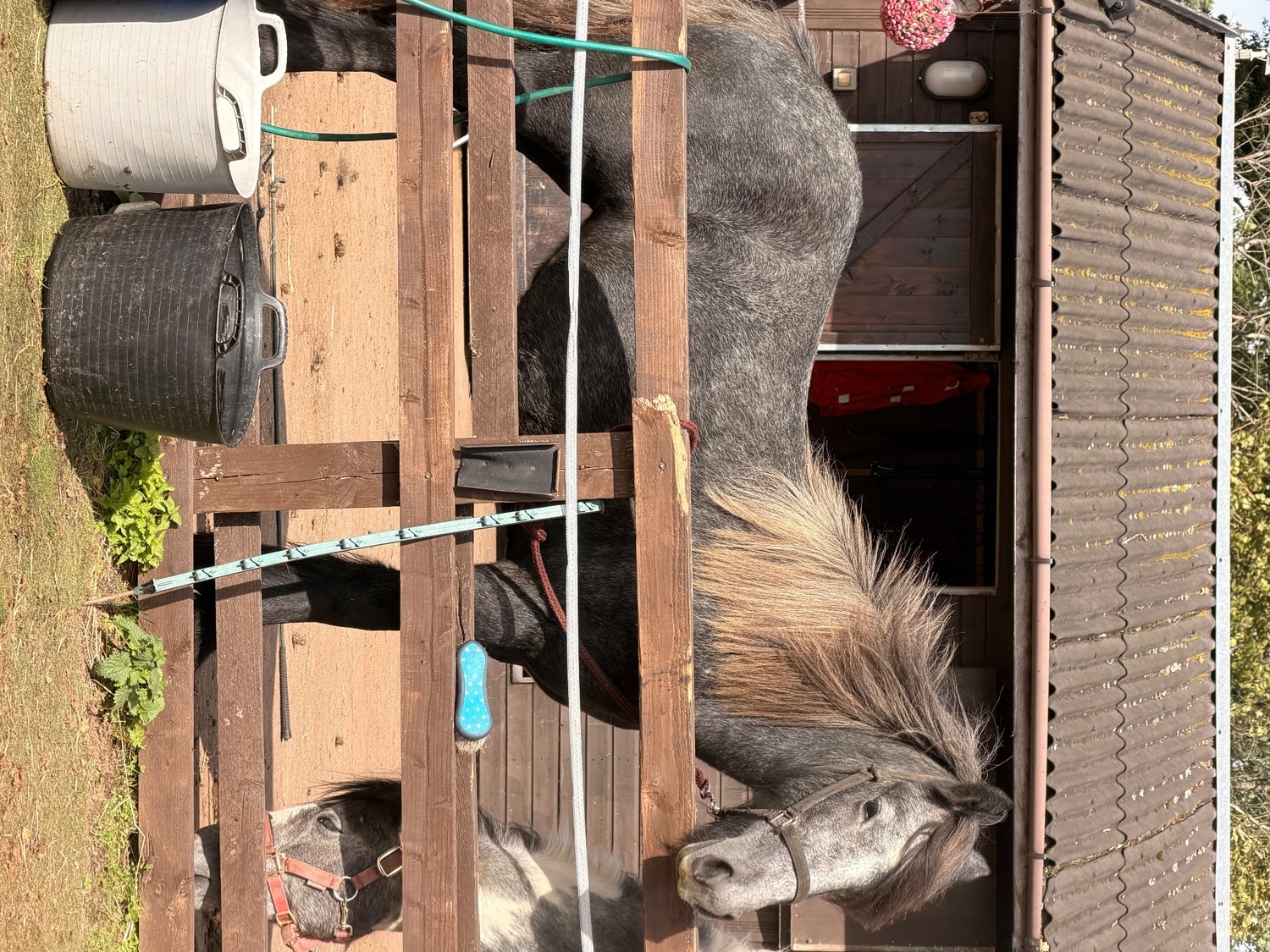 "Puma " Iron Grey Filly Youngstock / Foal - 