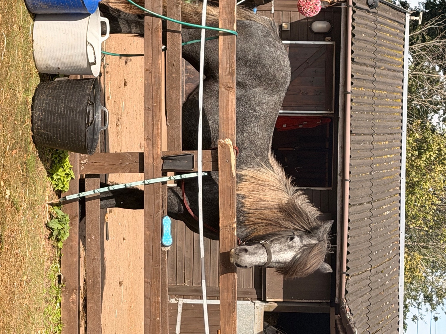 "Puma " Iron Grey Filly Youngstock / Foal - Youngstock and Foals