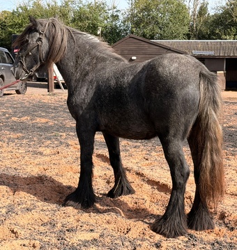 "Puma " Iron Grey Filly Youngstock / Foal