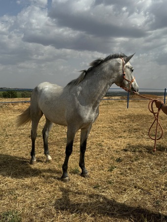 "" Grey Colt All Rounder