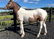 "Dun x Spotted Appaloosa " Dun Filly Coloured