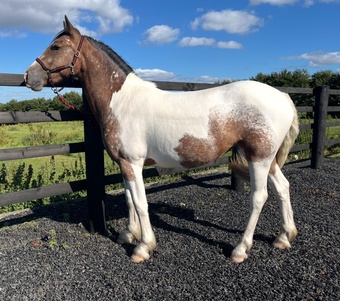 "Dun x Spotted Appaloosa " Dun Filly Coloured