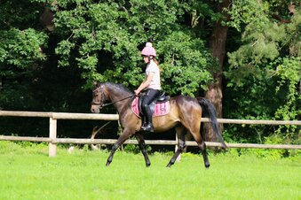 "Riverdale Othello " Bay Gelding All Rounder