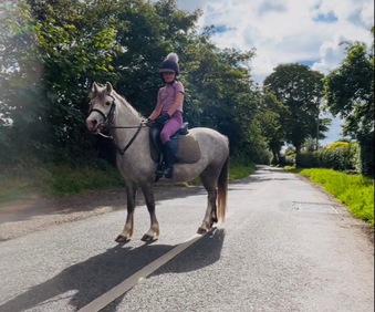 "Autum" Grey Filly All Rounder