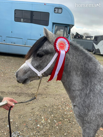 "Greatwarford Arabella " Grey Filly Mountain & Moorland Pony