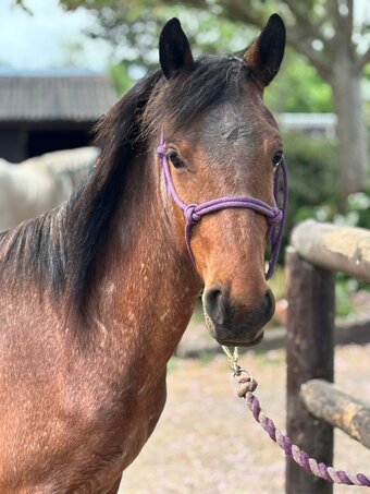 "Luna (Rushmoor Crossbill)" Bay Roan Filly Project Horse