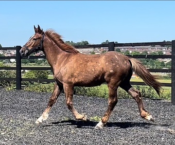 "Stallion Potential  Registered Irish Draught " Liver Chestnut Colt Showing Horse