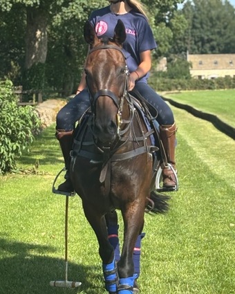 "M" Bay Mare Happy Hacker