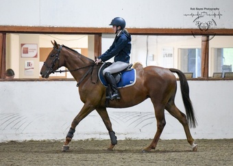 "Olive "  Mare All Rounder