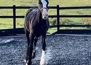 "Traditional " Black Gelding Cob/Heavy Horse