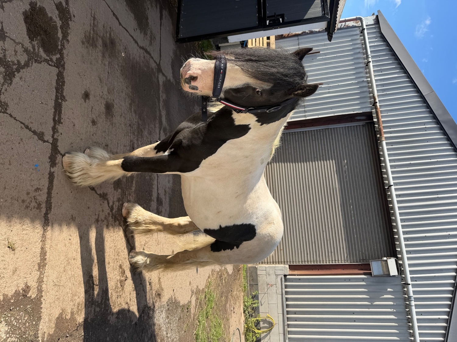Coloured Horses  - "Domino " Coloured Gelding Coloured