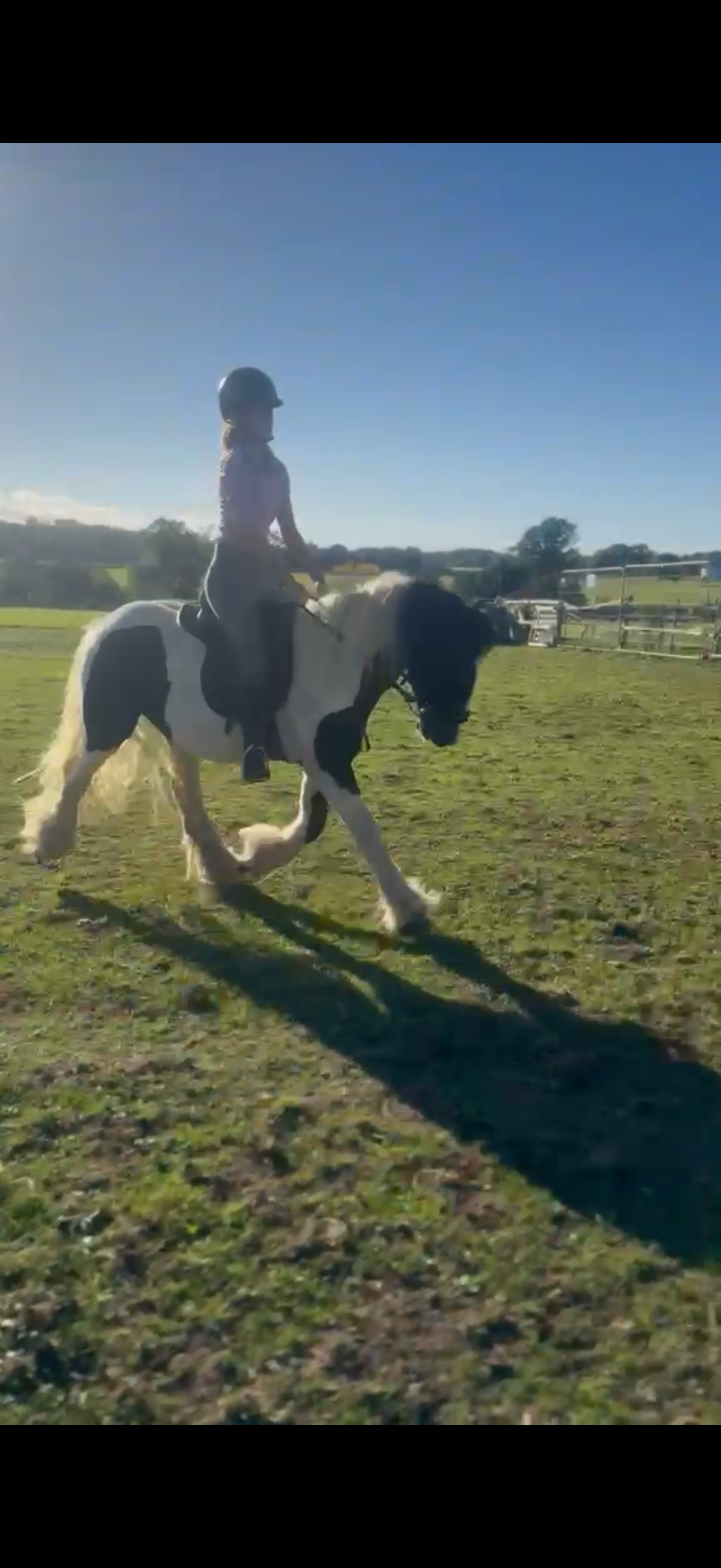 "Domino " Coloured Gelding Coloured - Coloured Horses 