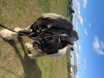"Domino " Coloured Gelding Coloured