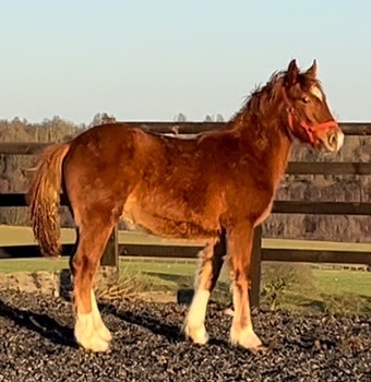 "CYRILLA " Chestnut Filly Young Sport Horse