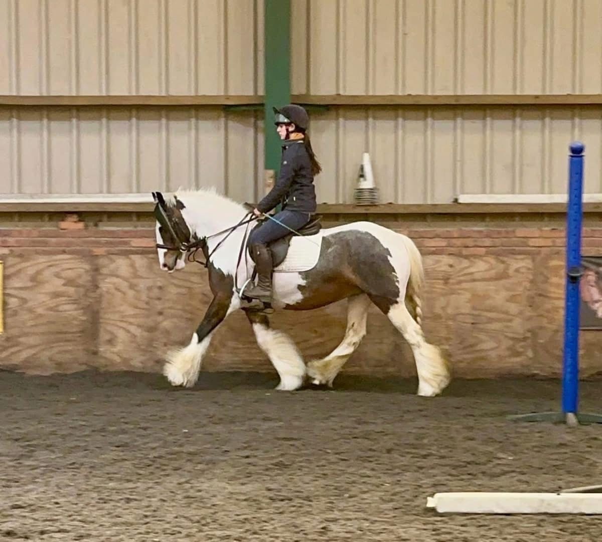  "Ruby " Skewbald Mare All Rounder